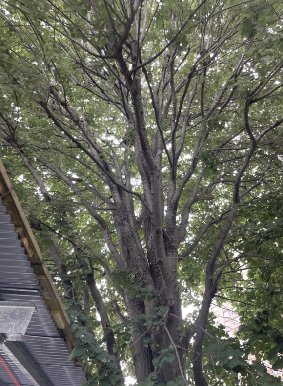 Looking up into a mature BPC tree's branching canopy