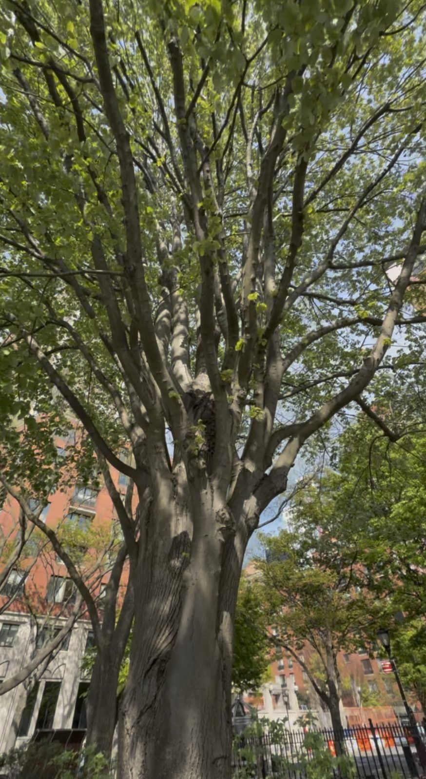 A tall mature BPC tree with branches and dense canopy