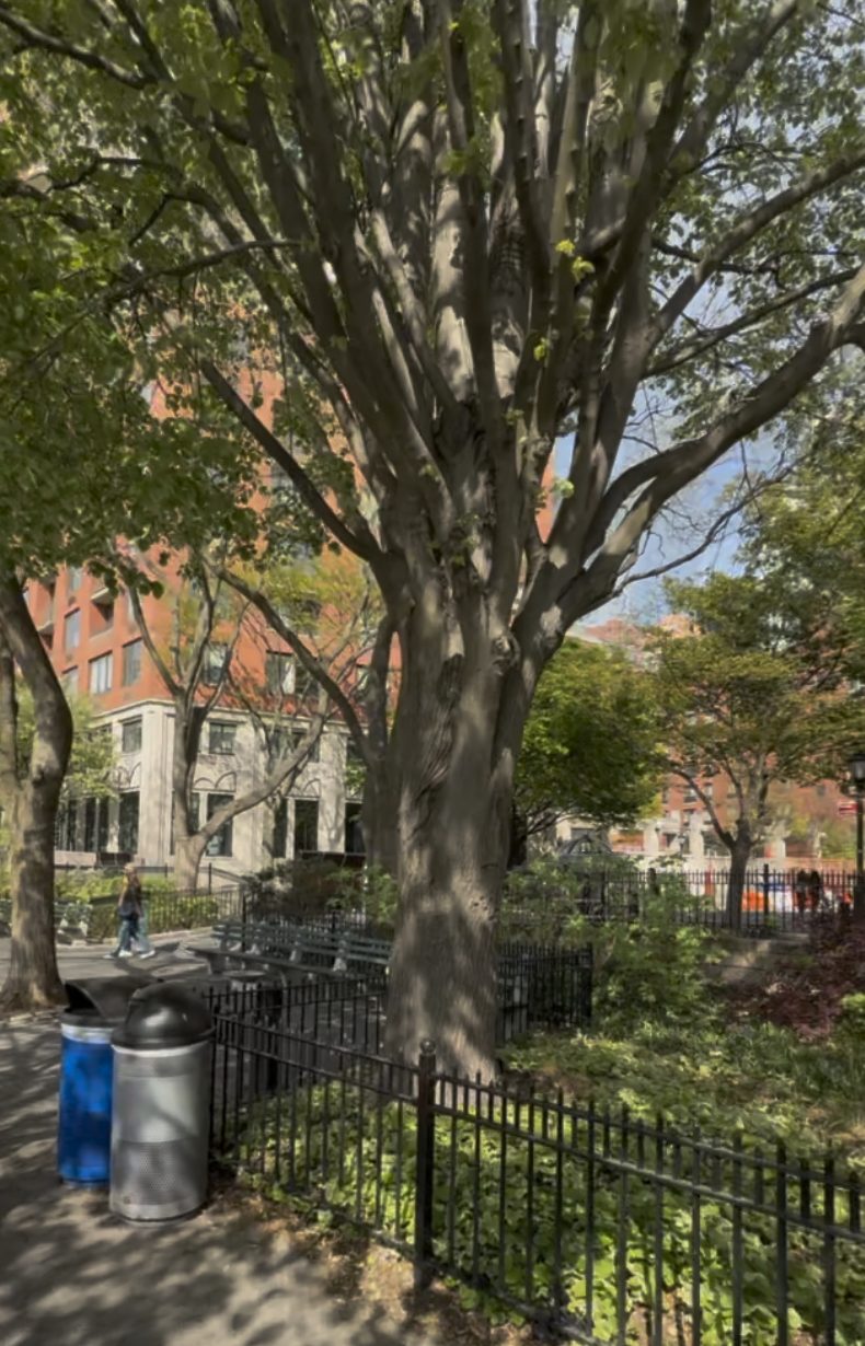 A mature BPC tree with a thick trunk and wide spreading canopy