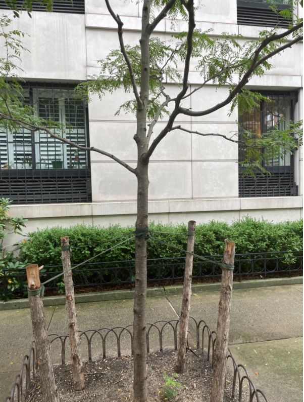 A 3-inch caliper sapling planted in a city sidewalk