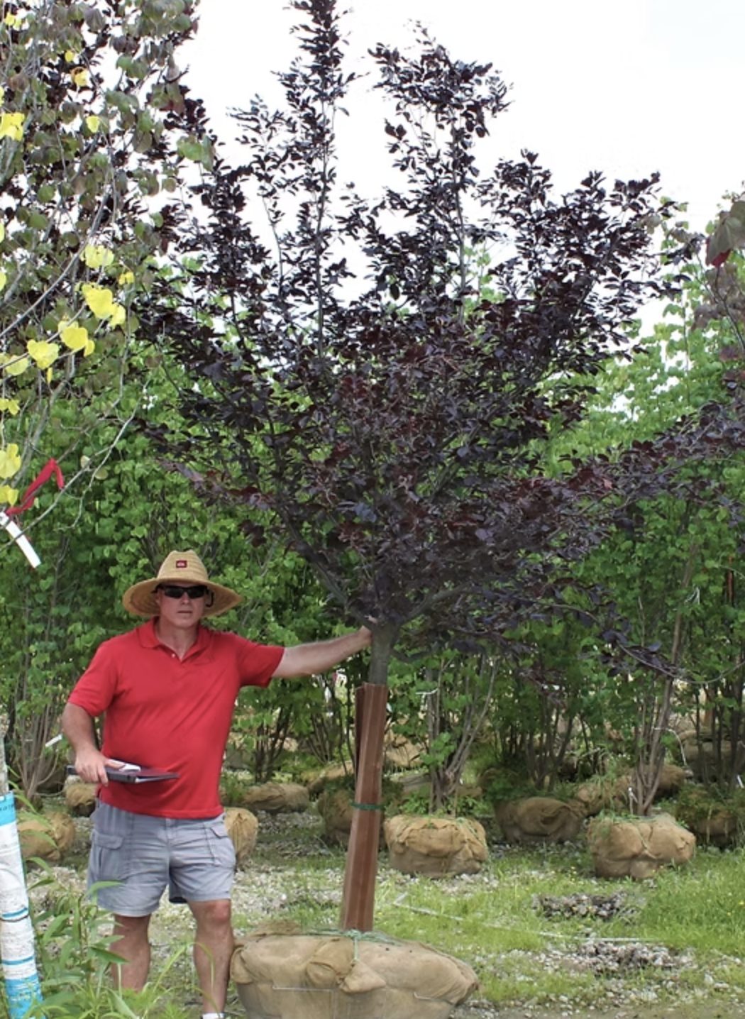 A 3-inch caliper nursery tree photographed next to a man for scale — the trunk is about the thickness of a wrist