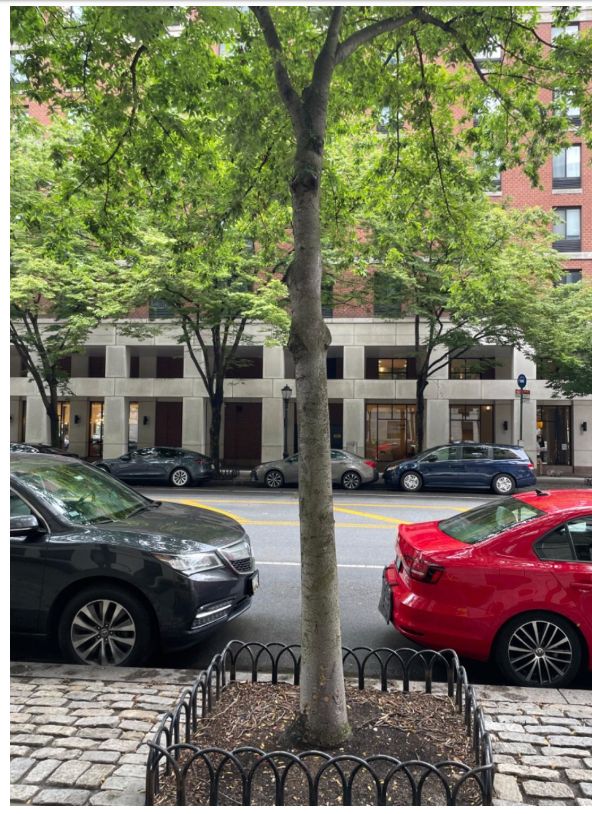 A young street tree with a roughly 6-inch trunk
